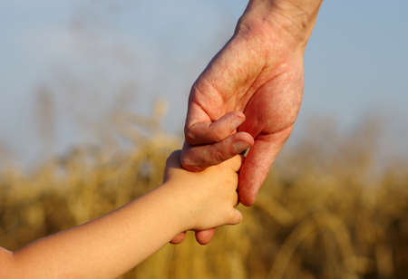 hands of child and father on wheat fieldの写真素材
