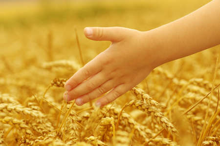 Hands of little girl in the wheat fieldの写真素材