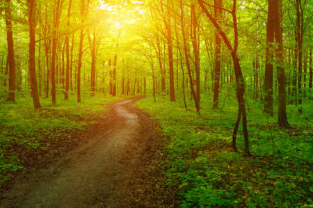 Forest with sunlight. The sun rays through branches of treesの写真素材