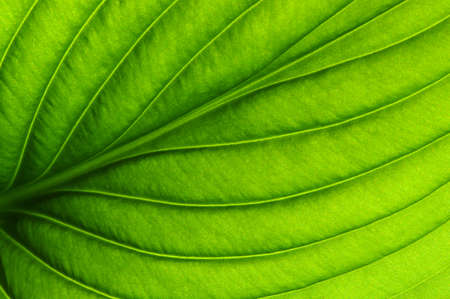 close up of green leaf texture