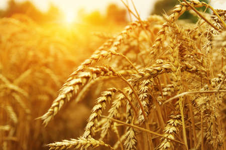 Wheat field on sun.