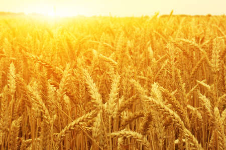 Wheat field on sun.の写真素材