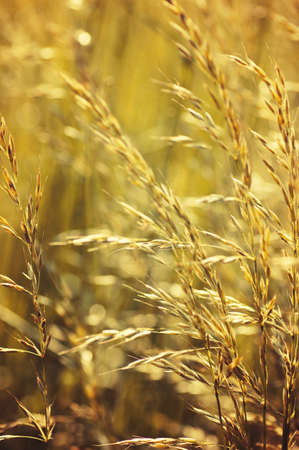Summer flowering grass and green plants