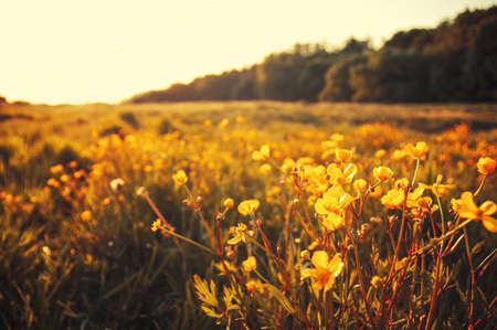 field of spring flowers and sunlightの写真素材