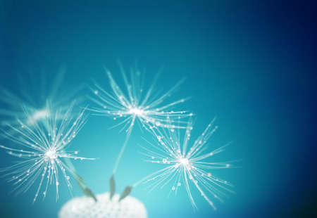 dandelion flower on blurred backgroundの写真素材