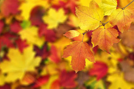 Fall, autumn, leaves background. A tree branch with autumn leaves on a blurred background