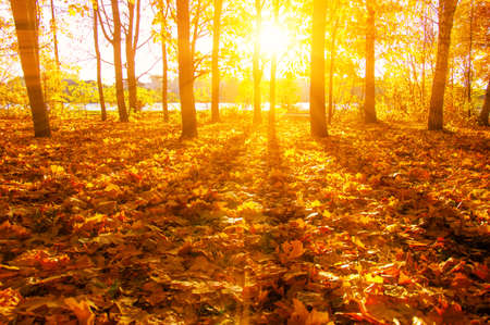 Autumn landscape with trees in sun raysの写真素材