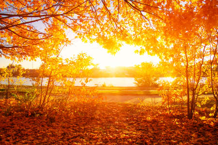 Autumn landscape with trees in sun raysの写真素材