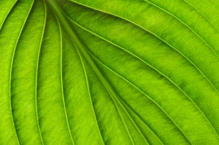 close up of green leaf texture