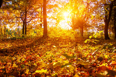 Autumn landscape with trees in sun raysの写真素材