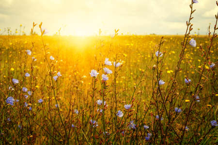 Field of wheat and sunの写真素材
