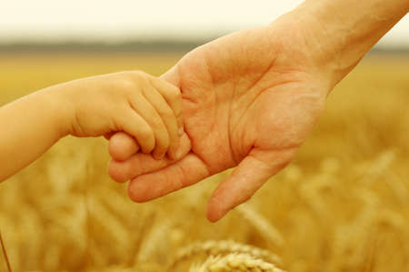 Hands of father and daughter on wheatの写真素材