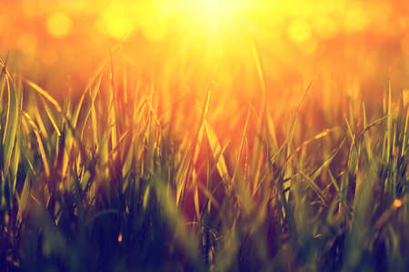 Green grass background with sun beam. Bright natural bokeh. Soft focus. Abstract nature background .の写真素材