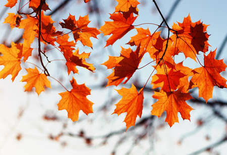 Autumn leaves on sky. Toned efectの写真素材