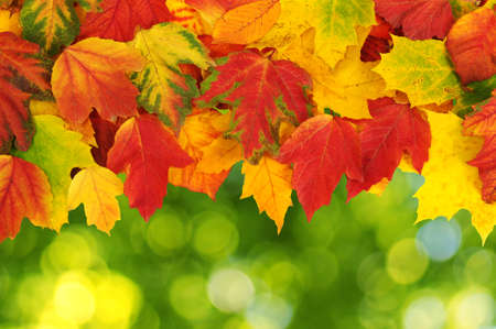 Fall, autumn, leaves background. A tree branch with autumn leaves on a blurred background