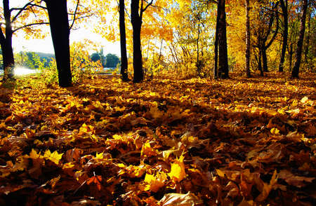 autumn trees on sun in park