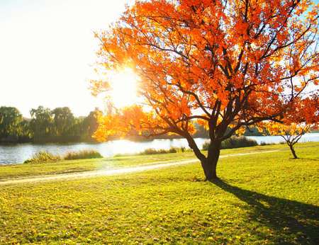autumn trees on sun in park
