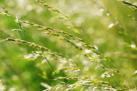 Summer flowering grass and green plants