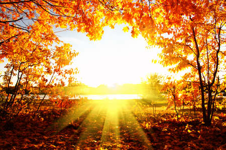 autumn trees on sun in parkの写真素材