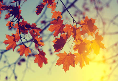 Autumn leaves on sky. Toned efectの写真素材
