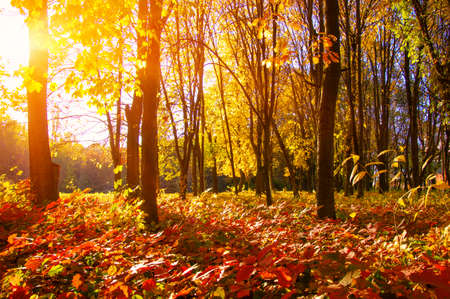 Autumn landscape with trees in sun raysの写真素材