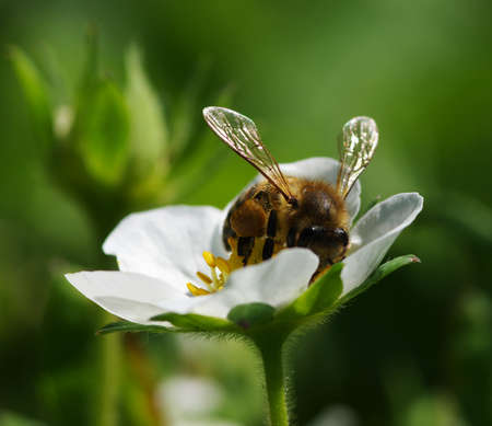 Bee on the flower. Bee at work