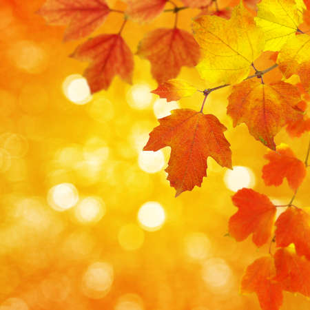 autumn leaves on a blurred background