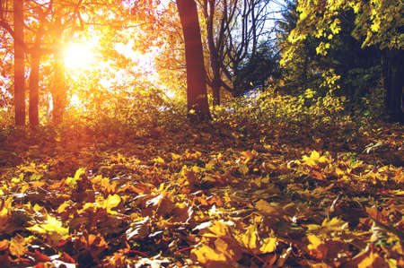 autumn trees on sun in parkの写真素材