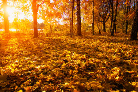 autumn trees on sun in parkの写真素材
