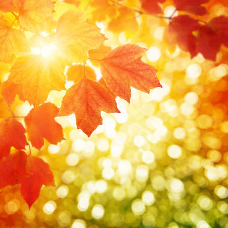 autumn leaves on a blurred backgroundの写真素材