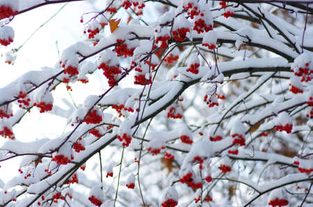 Red bunches of rowan covered with the snow