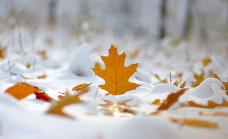 Yellow leaves in snow. Late fall and early winter. Blurred nature background with shallow dof.の写真素材