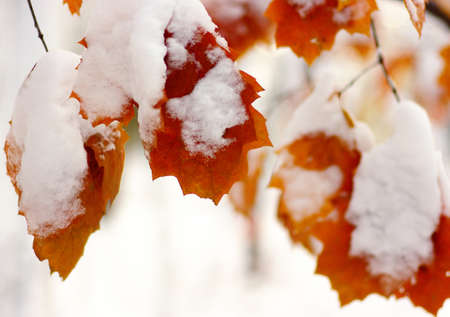 Yellow leaves in snow. Winter Background