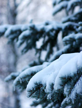 Spruce branches covered with snow in winter