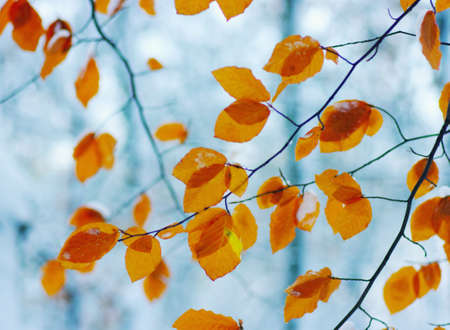 Yellow leaves in snow. Late fall and early winter. Blurred nature background with shallow dof.の写真素材