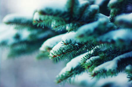 Spruce branches covered with snow in winterの写真素材