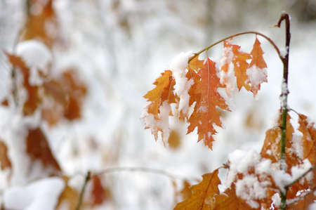 Yellow leaves in snow. Late fall and early winter. Blurred nature background with shallow dof.の写真素材
