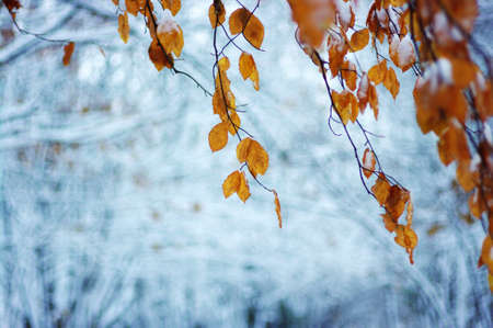 Yellow leaves in snow. Late fall and early winter. Blurred nature background with shallow dof.の写真素材