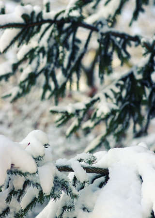 Spruce branches covered with snow in winterの写真素材