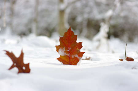 Yellow leaves in snow. Late fall and early winter. Blurred nature background with shallow dof.の写真素材