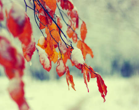 Yellow leaves in snow. Late fall and early winter. Blurred nature background with shallow dof.の写真素材