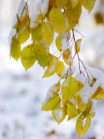 Yellow leaves in snow. Winter Backgroundの写真素材