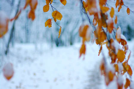 Yellow leaves in snow. Late fall and early winter. Blurred nature background with shallow dof.の写真素材