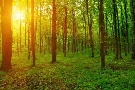 Forest with sunlight. The sun rays through branches of trees