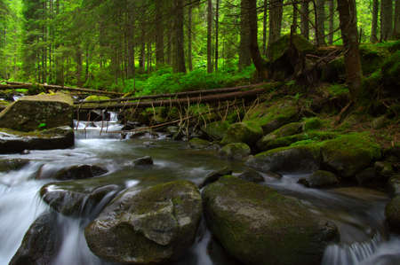 Trees in the green forestの写真素材