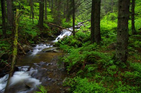 Mountain river flowing through the green forest. Stream in the wood.の写真素材