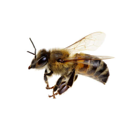 Bee isolated on the whiteの写真素材