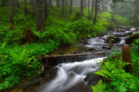 River in the woods and trees in the fog