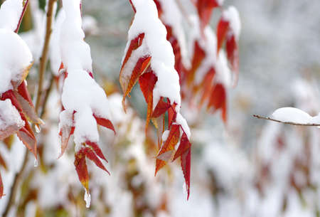 Yellow leaves in snow. Late fall and early winter. Blurred nature background with shallow dof.