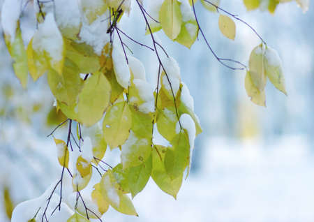 Yellow leaves in snow. Winter Background